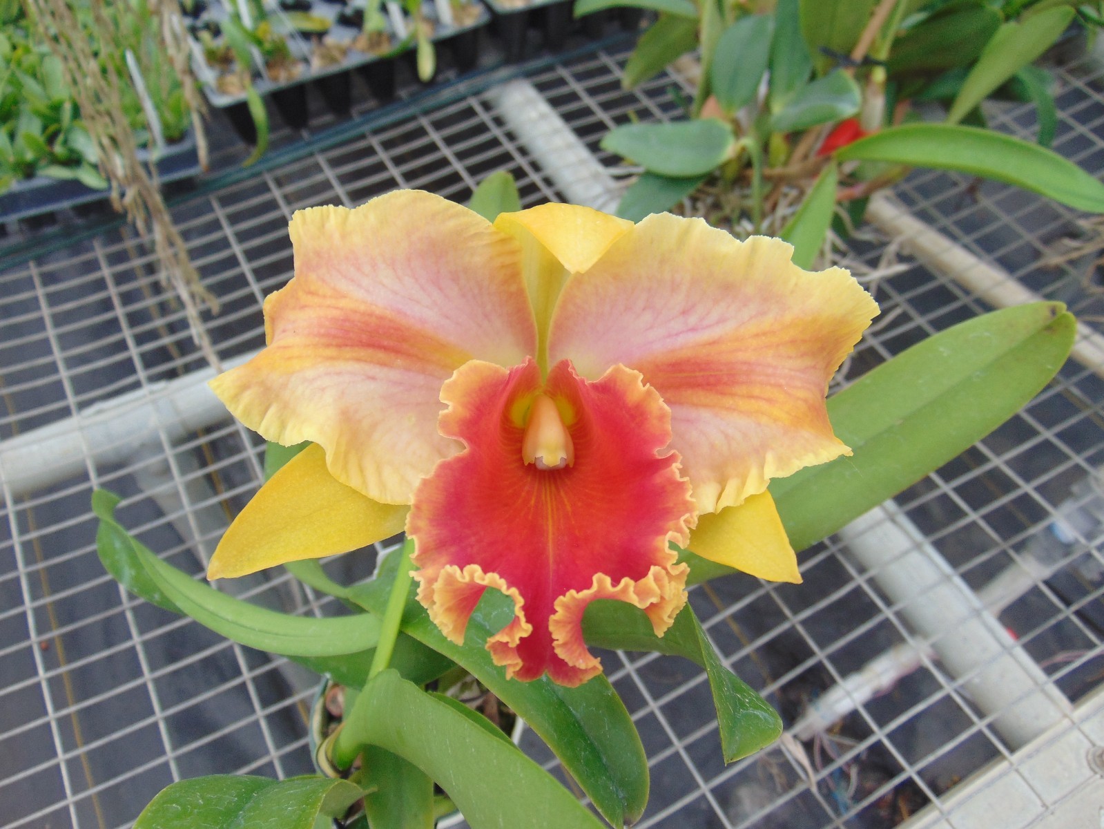 Blc. Amazing Thailand ‘Red Star’ Bloom size 6″ pot LARGE PLANT