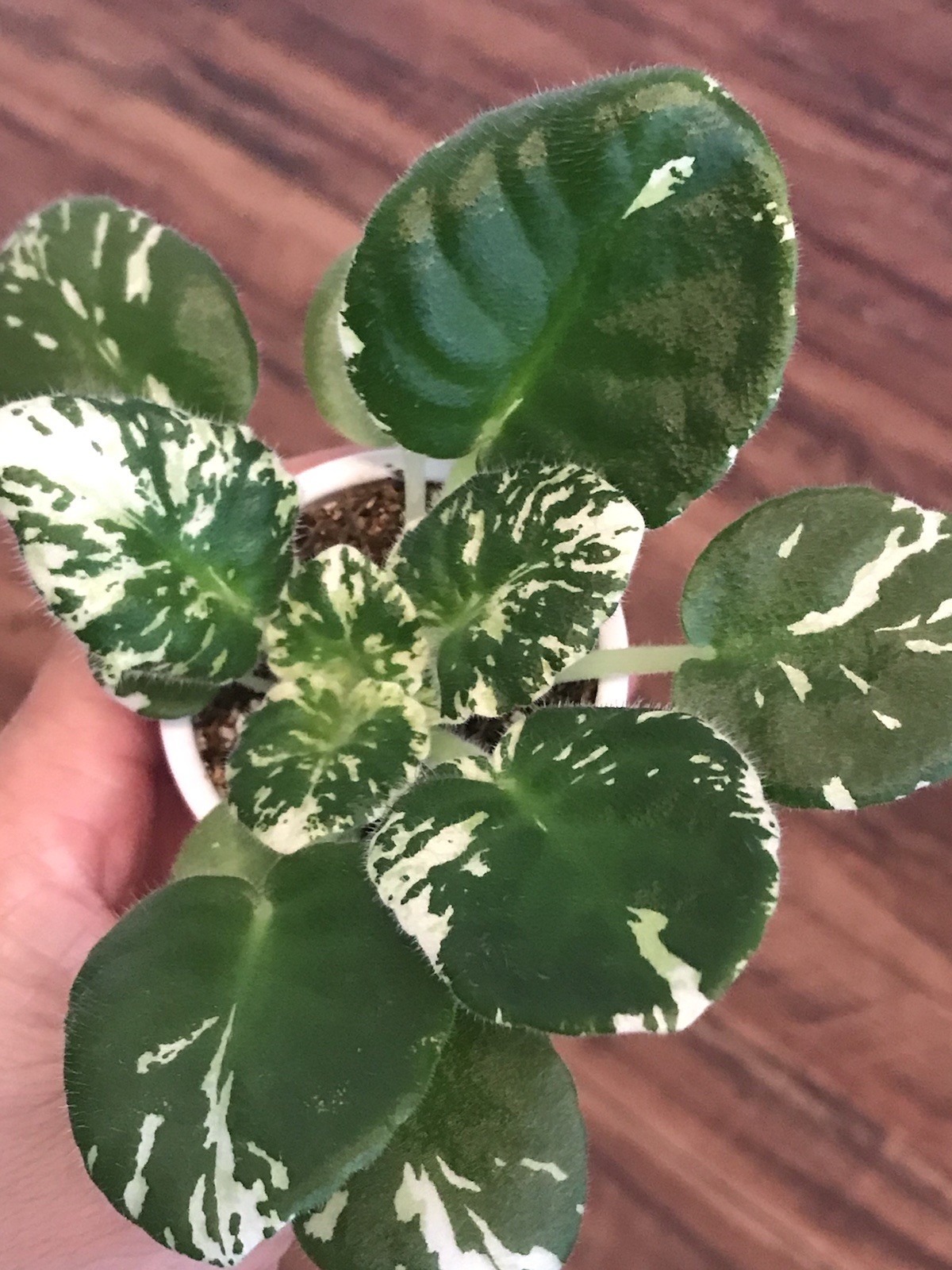 African Violet Watermelon Snow (Standard)
