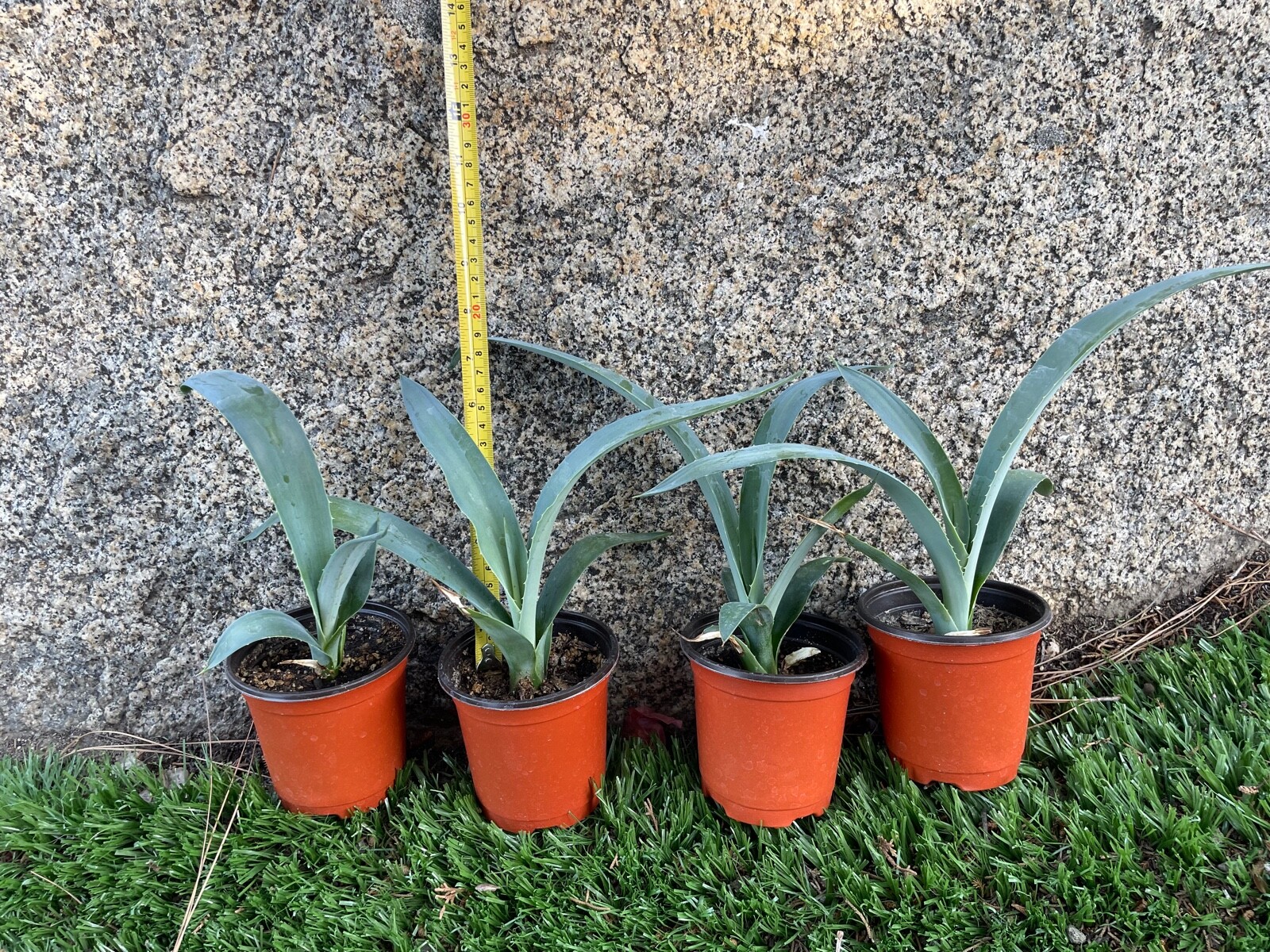 7″ 8″ Blue Agave Plant Planter (A Tequilana) Indoor/Outdoor Succulent Home Decor