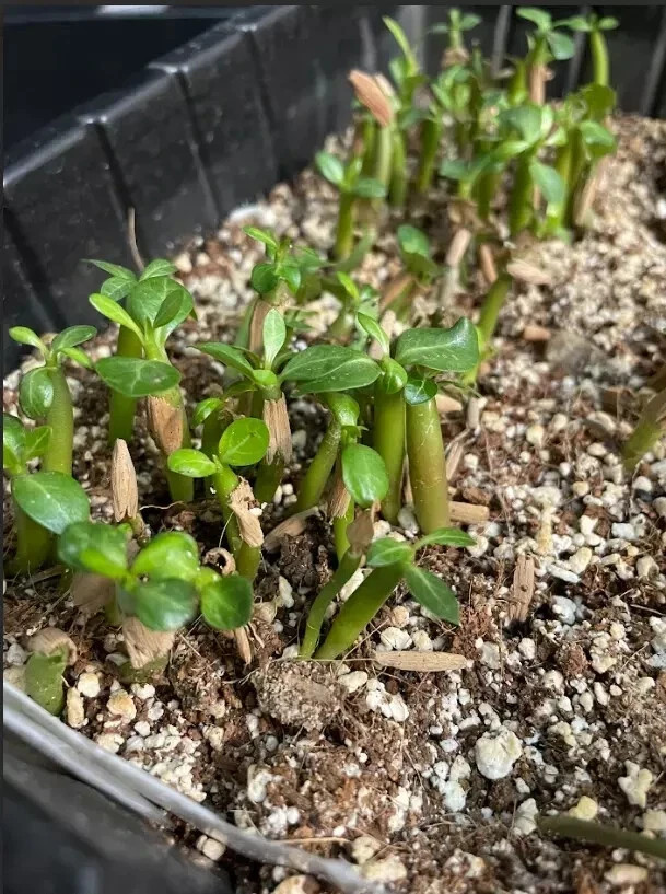 15 Adenium Obesum Mixed Color Seeds Desert Rose Bonsai Succulent Plant Rare