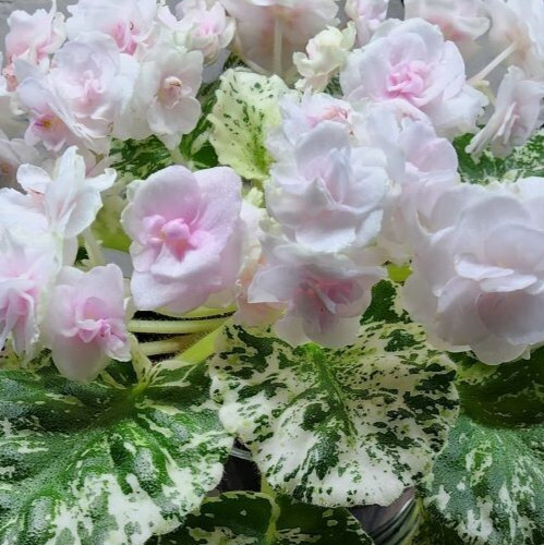 2 African Violet Leaves ~ *WATERMELON SNOW * ~