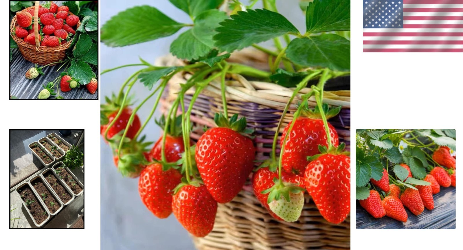 Sweet Heirloom Strawberry Seeds for -Round Fresh Berries Non-GMO Garden Crop