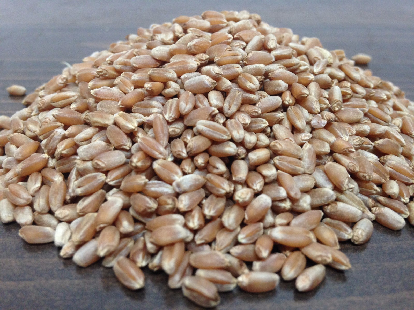 Wheat Grass Seed 1 LB (13,500+seeds) – Guaranteed to Grow !