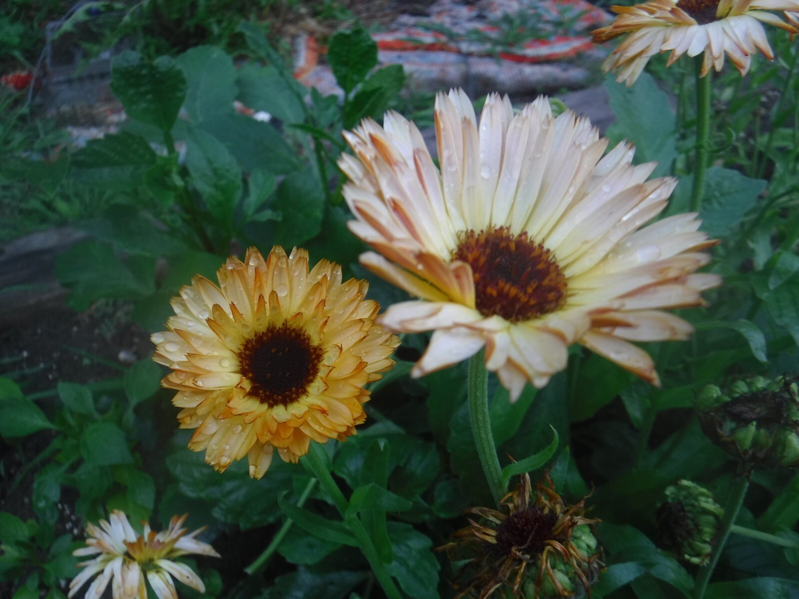 calendula mix 35+ Seeds