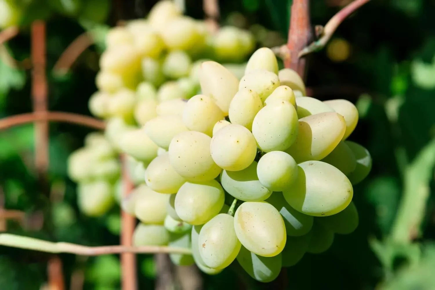 VERY RARE Cotton candy grape – 5 cuttings for rooting or grafting – easy to root