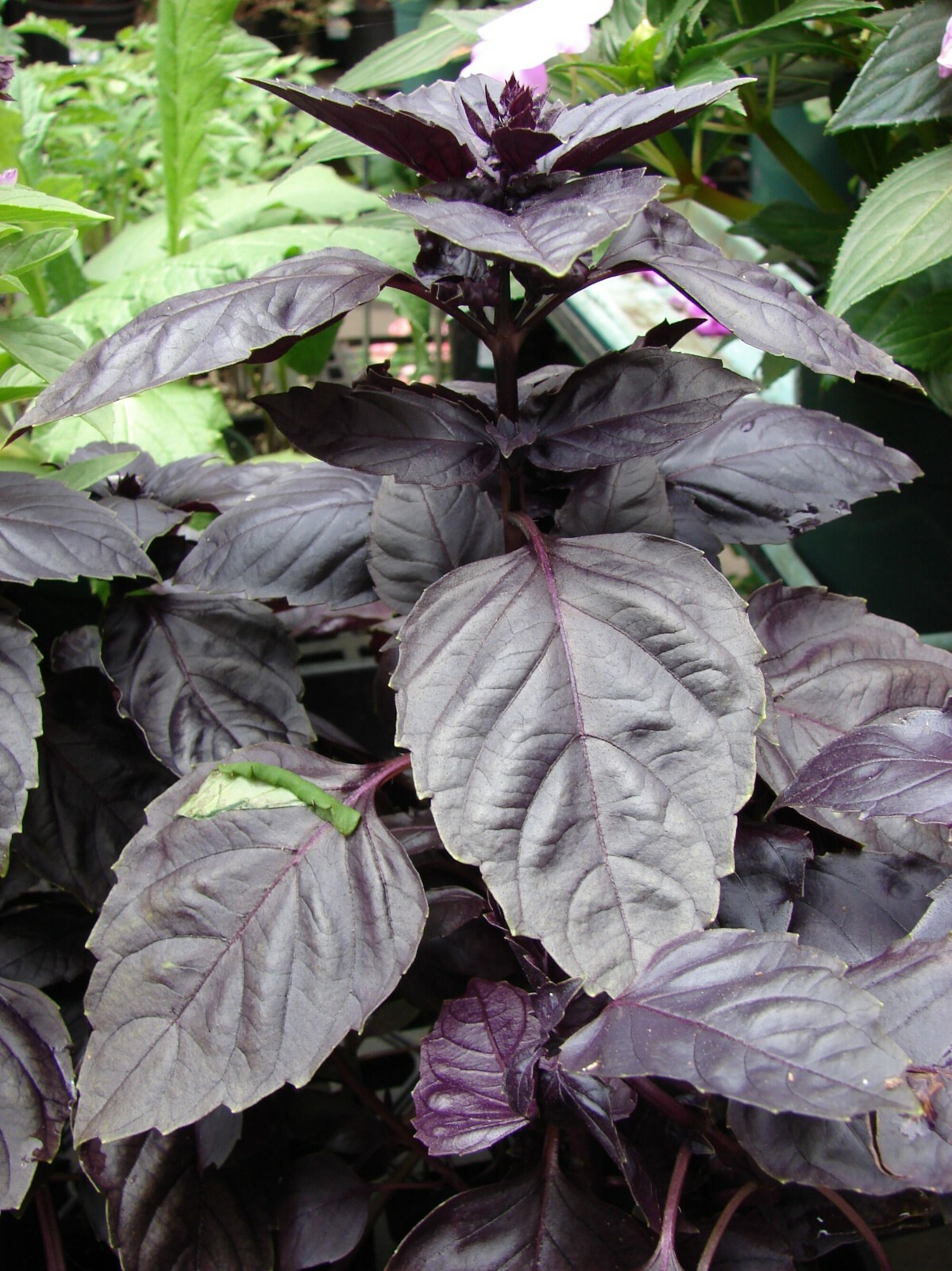 Red Rubin Basil Seeds 200+ Herb Ocimum Basilicum Fragrant USA FREE SHIPPING