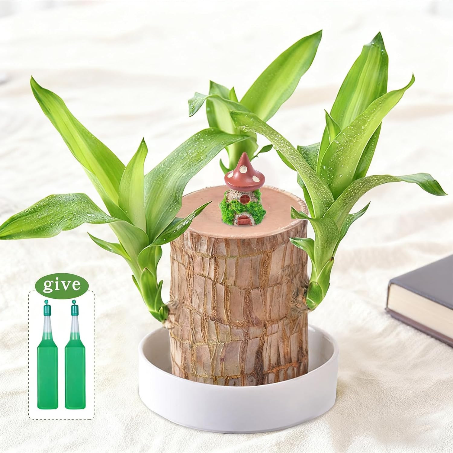 Brazilian Lucky Wood Plant,Fortune Brazil Wood Potted Plant with Mushroom House