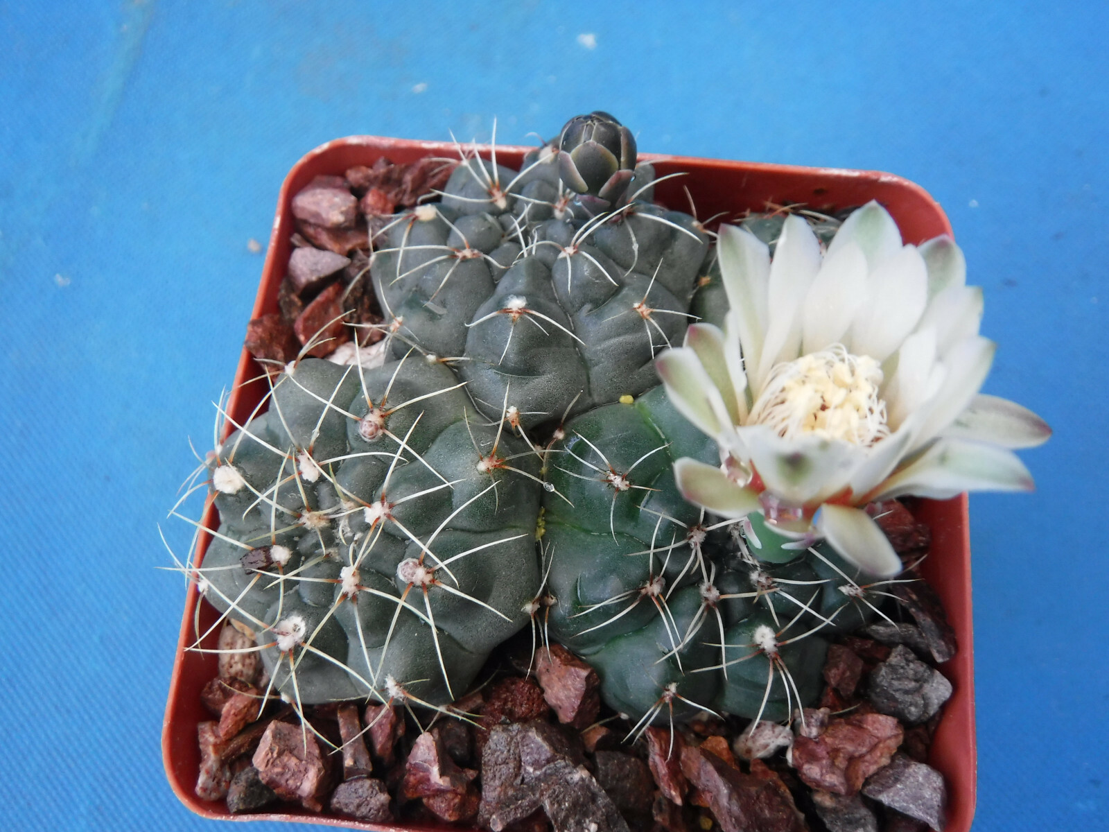 Gymnocalycium baldianum Cactus (3) Plants in 3.25″ Pot! Pink/Red/White FLOWERS!