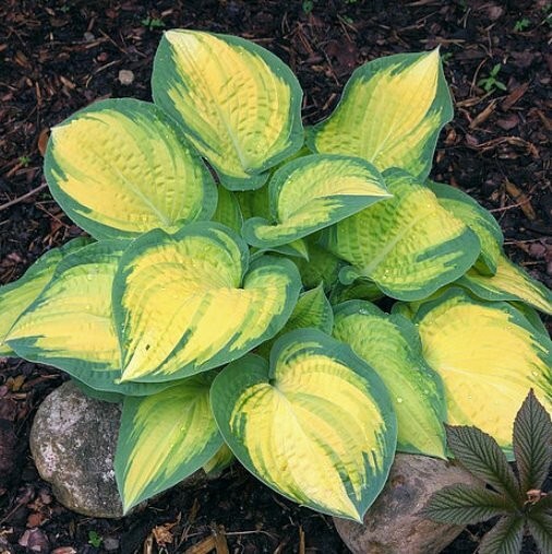 hosta ORANGE MARMALADE medium new colorful 2.5″ pot = 1 Live Potted Plant