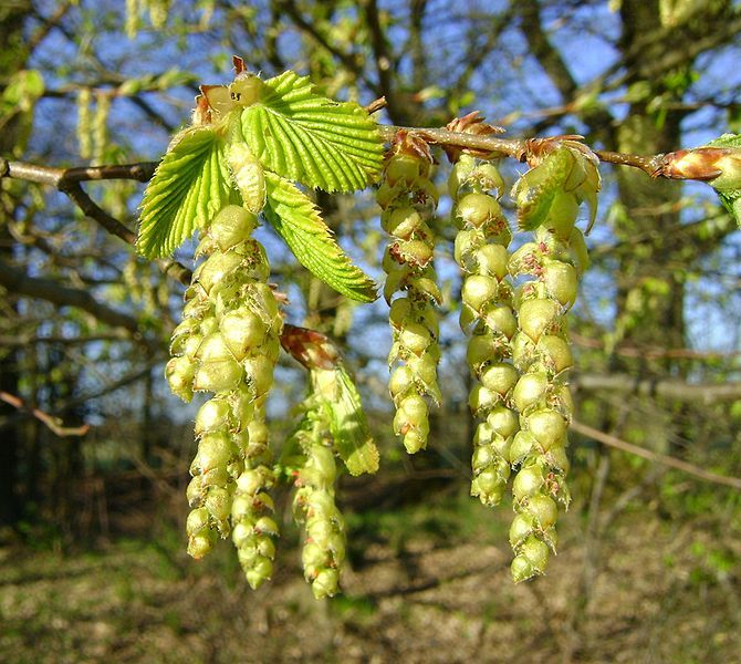 European Hornbeam, Carpinus betulus, Tree Seeds (Fall Color, Bonsai, Topiary)