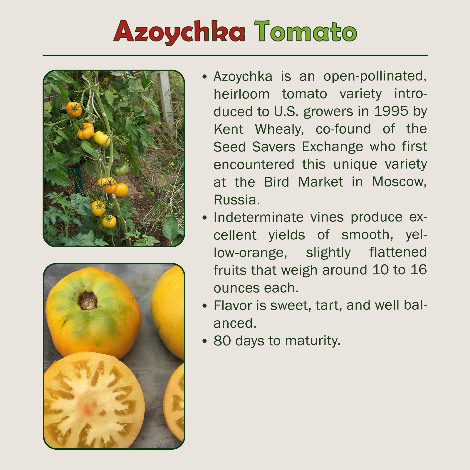10 Azoychka Tomato Seeds, Organic, Excellent Dry-Farming Candidate