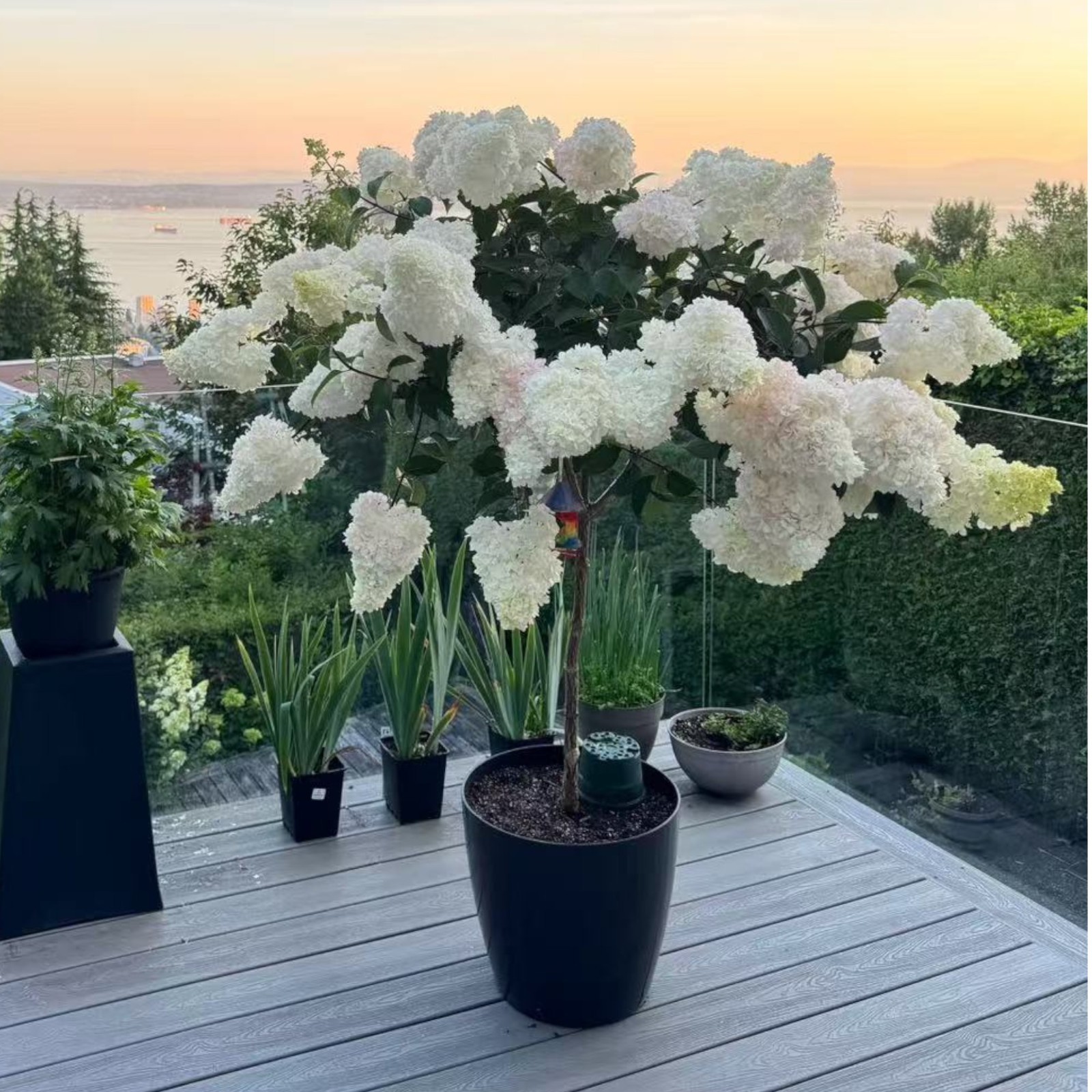 50 Strawberry Hydrangea Tree Seeds – Pink & White Cone Blooms, Heirloom Flower