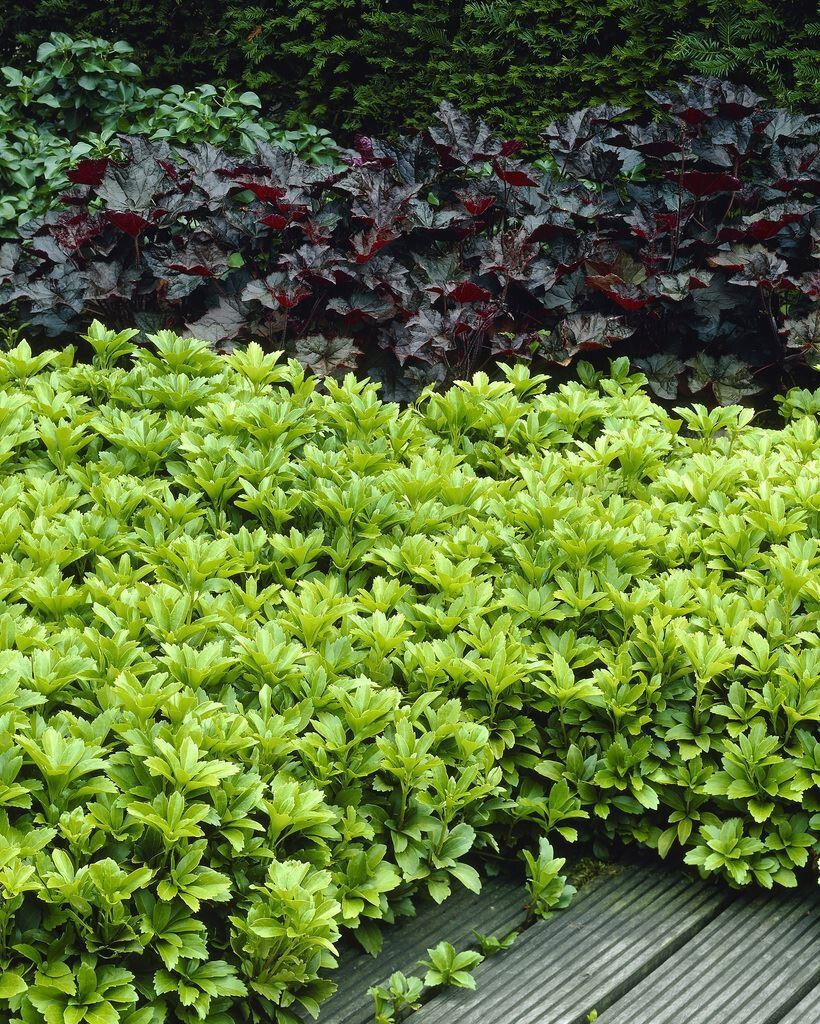 Pachysandra Spurge 108 Plants in 2-1/2 inch Pots