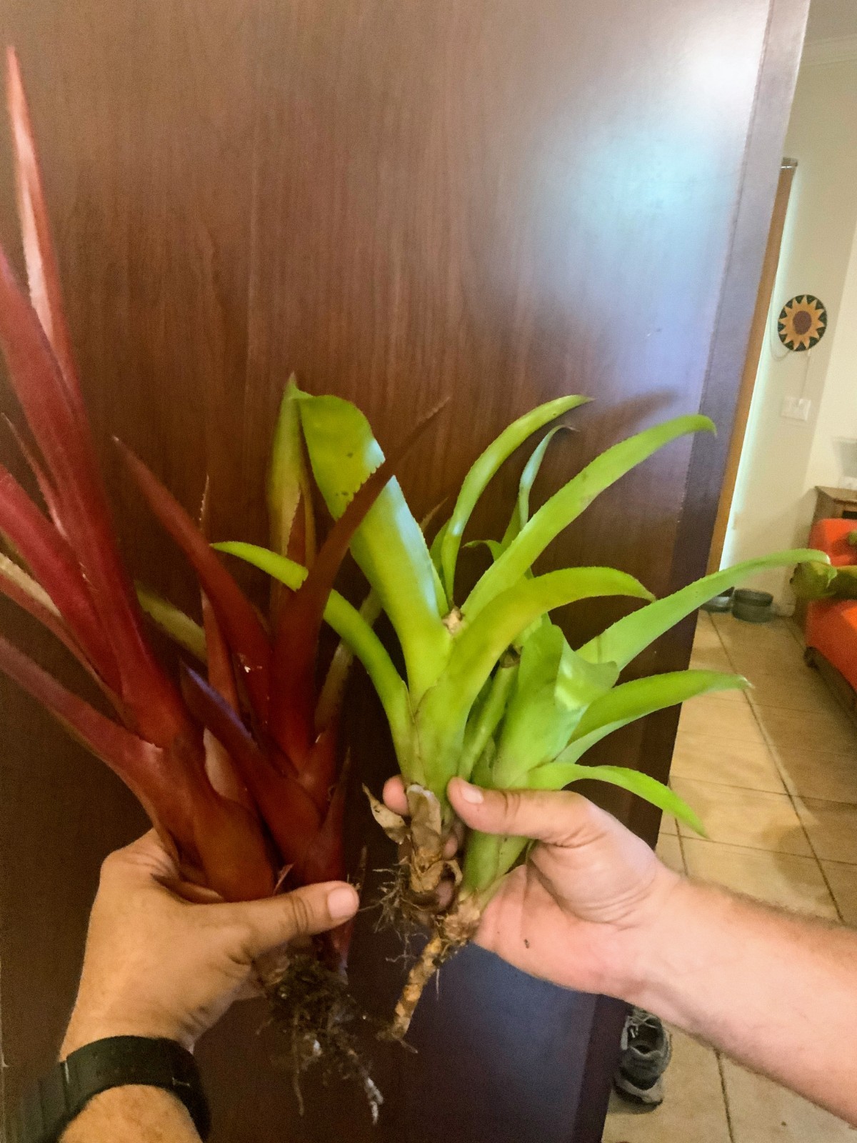 4 Bromeliad Pups – 2 Aechmea ‘Burgundy’ – 2 Aechmea pyramidalis ‘Flaming Torch’