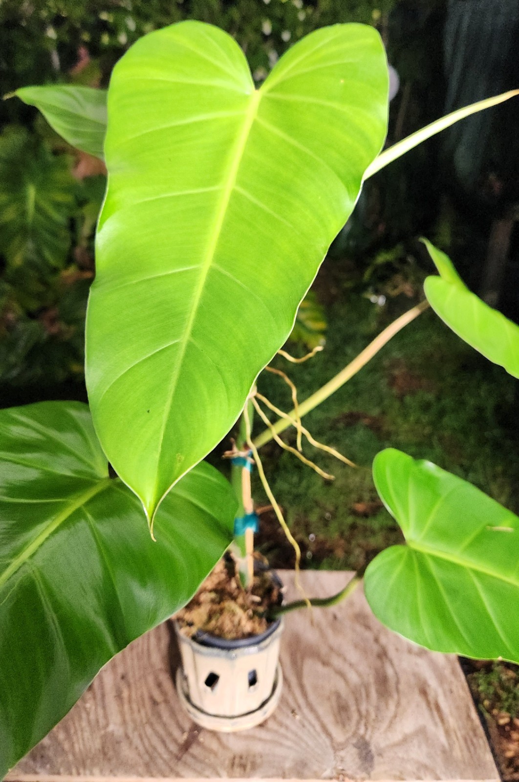 Philodendron Species Plant 5″ Pot 25″ Tall 24″ Wide