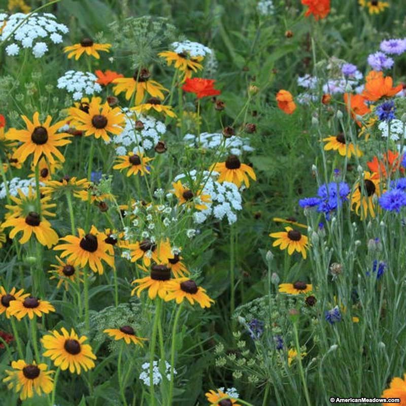 Southeast Wildflower Seed Mix, 25 Stunning Annuals and Perennials, FREE SHIPPING