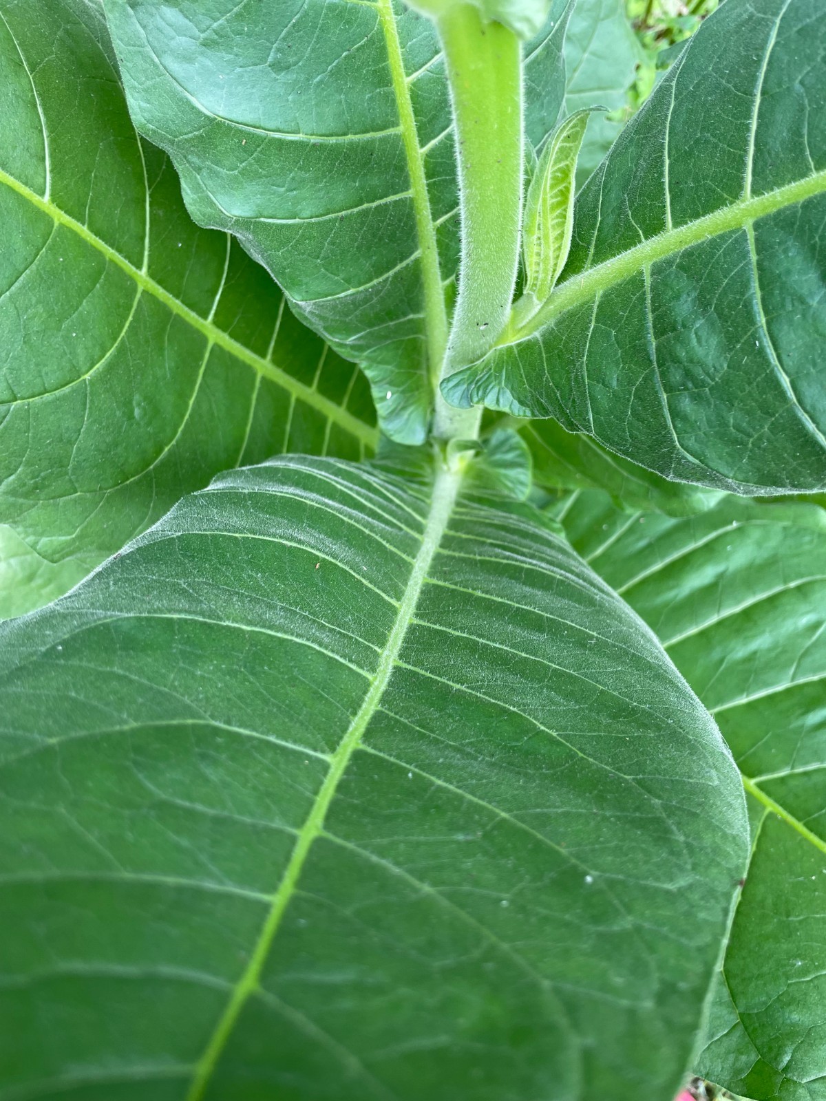 2,000 Tobacco Seeds – INDIANA GROWN! Organic, Heirloom, non-GMO