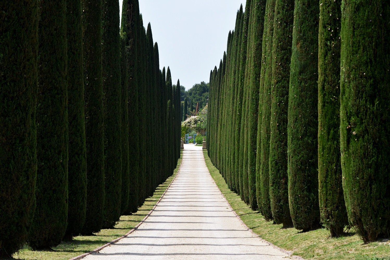 Upright Italian Cypress | Premium Seeds | Cupressus sempervirens Stricta Plants’