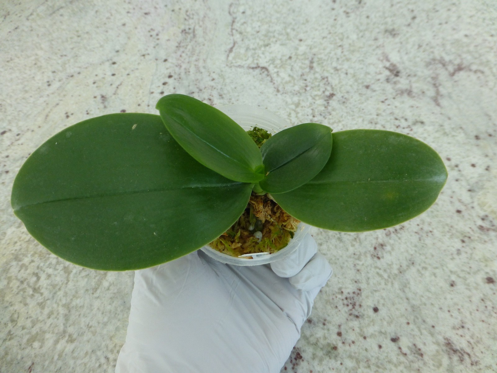 Fragrant Orchid Phalaenopsis Phal. Meidarland Kaiulani ‘Red Girl’ In 2.5″ Pot