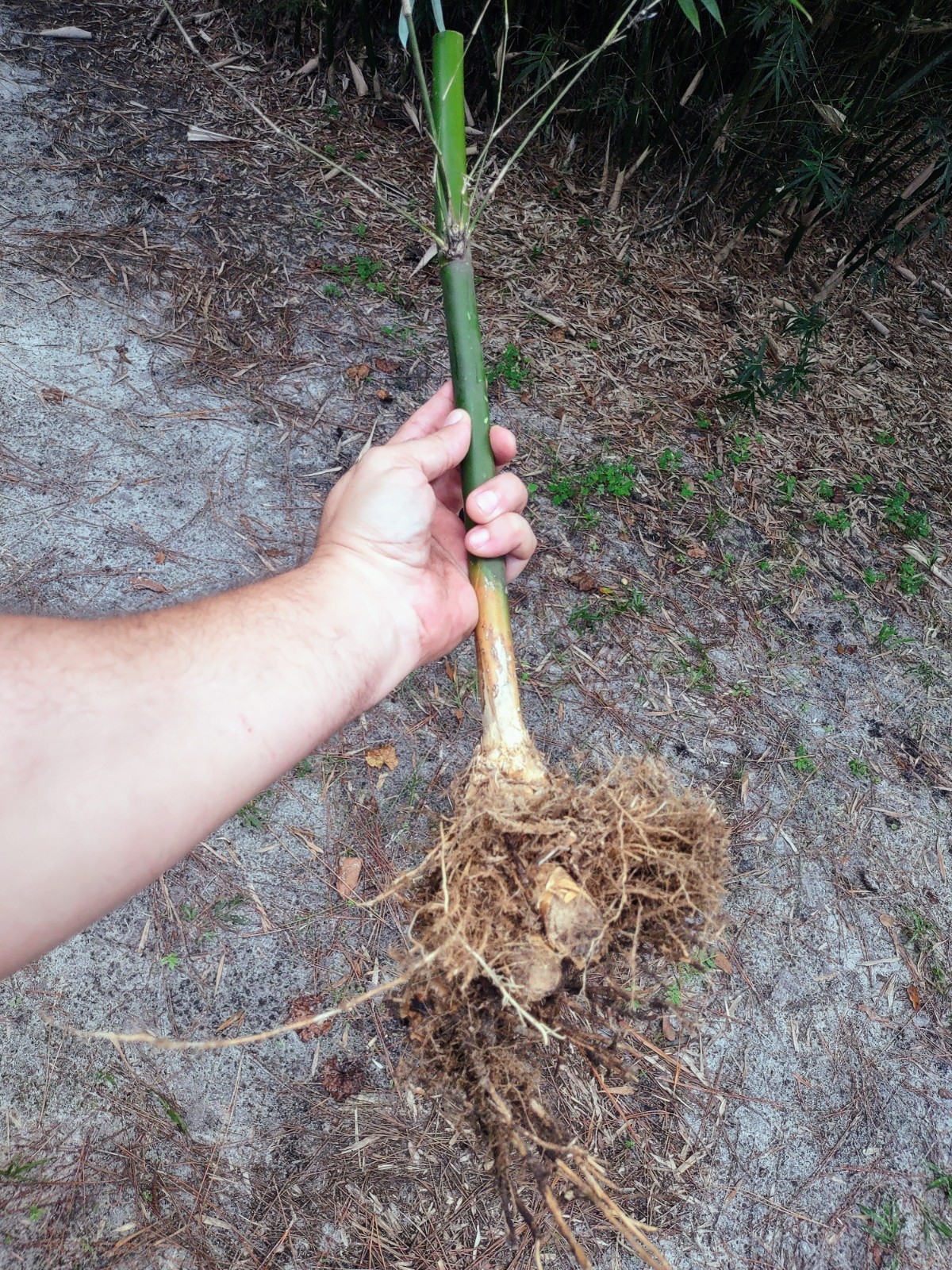 Bambusa multiplex – Green Hedge Clumping Bamboo – Start, One Rooted Cutting