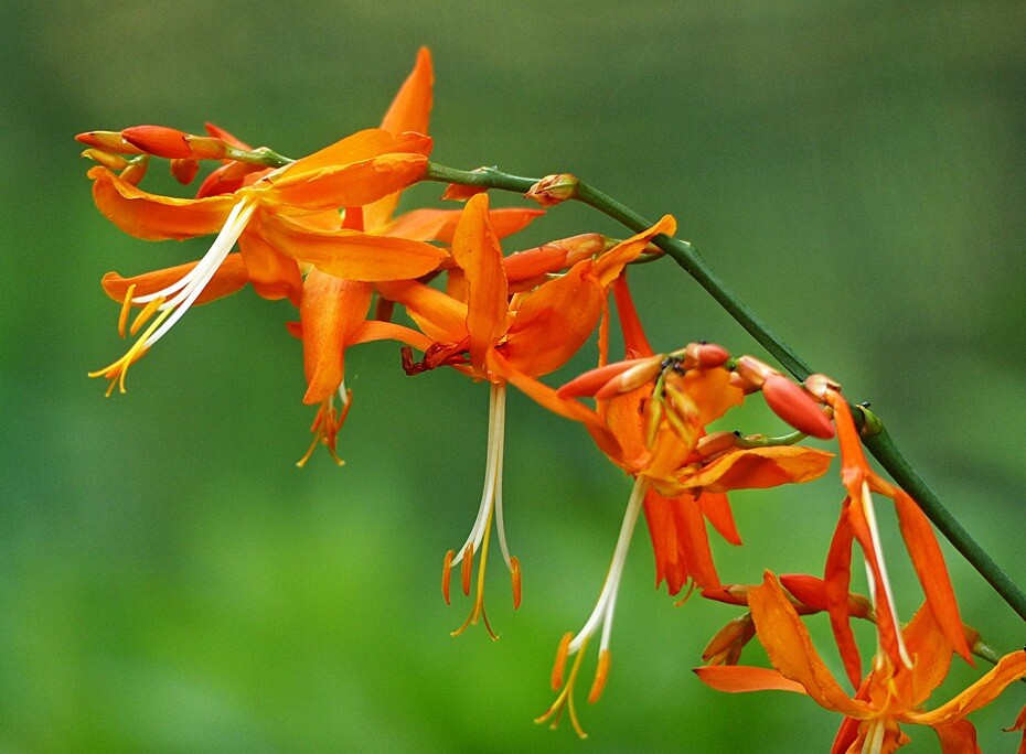 Falling Stars, Crocosmia Aurea, Valentine Flower – 10 seeds 2023 – USA