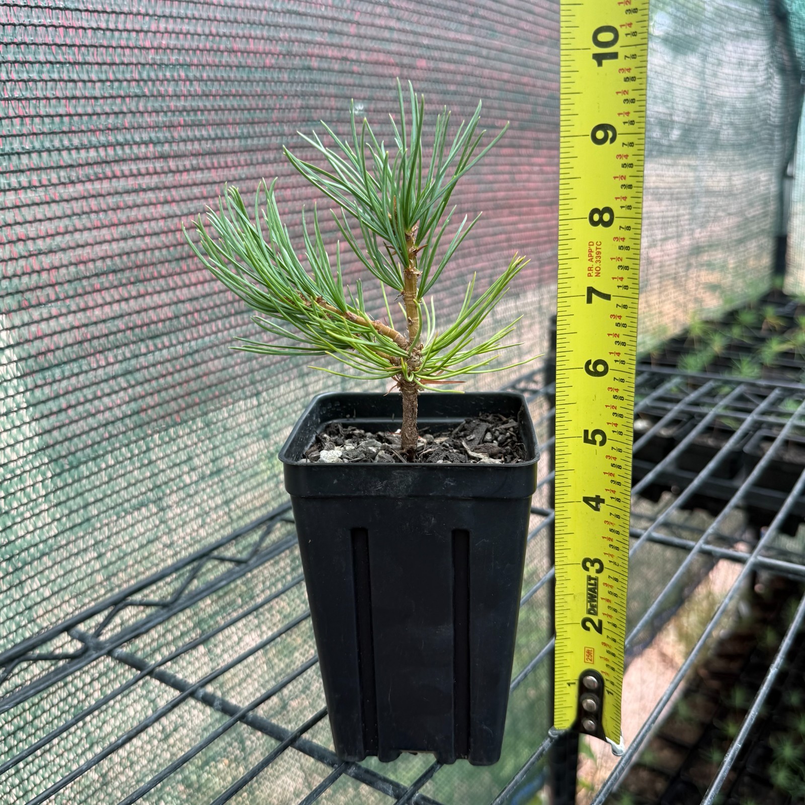 Limber Pine Tree Seedlings in Pots, 3-5″ Tall, Pinus Flexilis, Ready to Plant