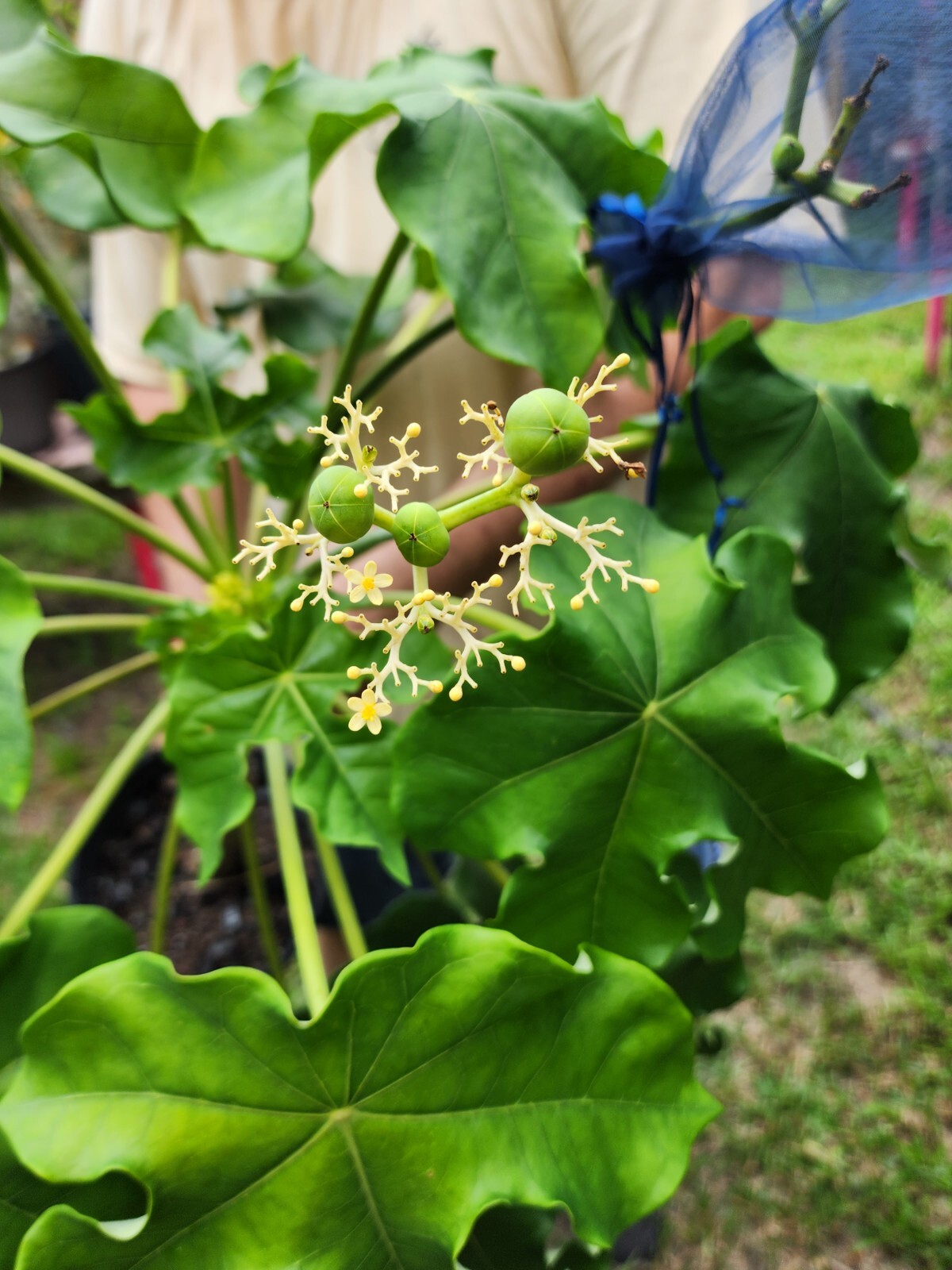 RARE! Buddha Belly Plant BONSAI BUTTERFLIES LOVE ! RARE YELLOW!