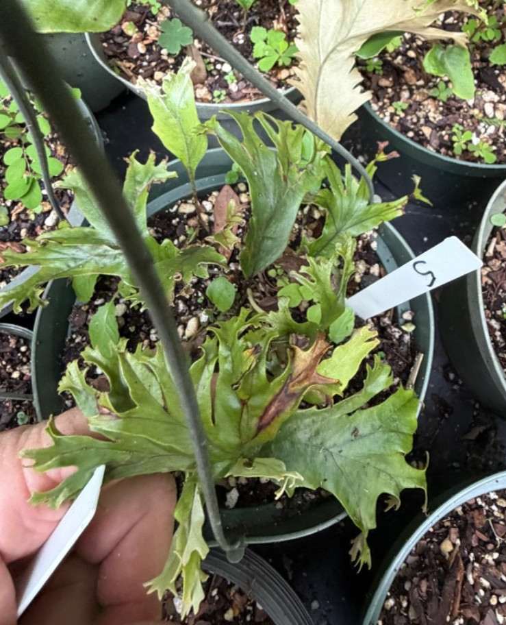Pyrrosia lingua var Awakojishi Heavy Crested Japanese Tongue Fern FIRST OFFERING