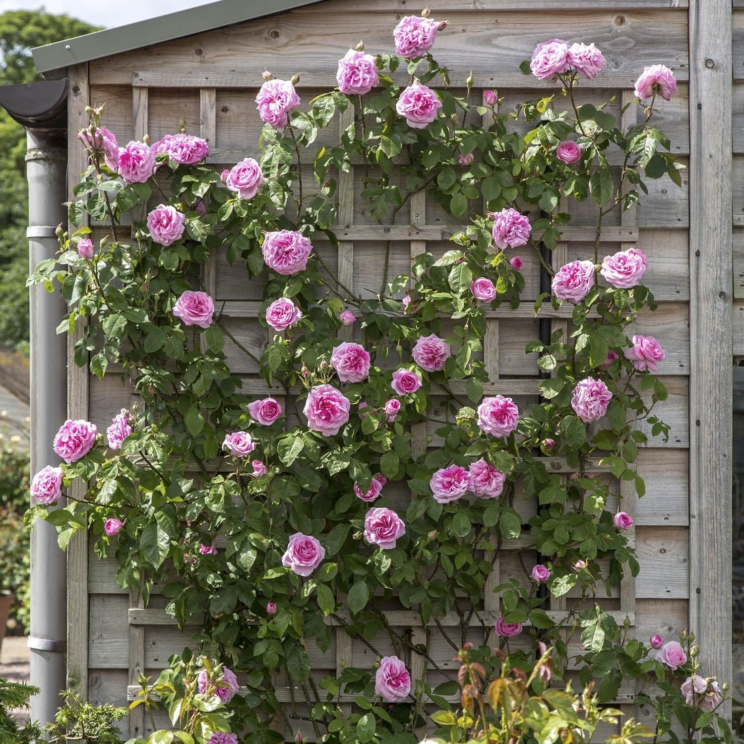 300+Mixed Climbing Rose Rosa Seeds for Planting Outdoors -Heirloom Garden red