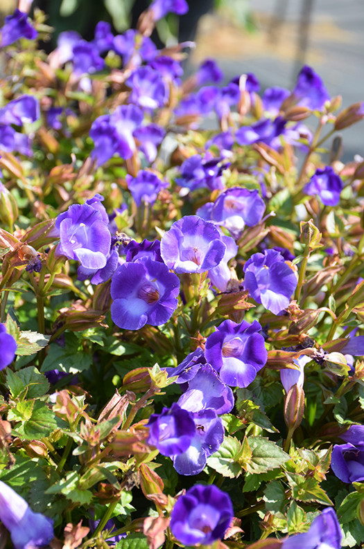 Torenia Summer Wave Trailing Large Blue Live Plant Plug – 1–3″ Tall