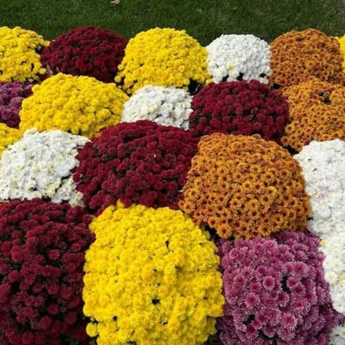 500+ Mixed Color Chrysanthemum Seeds for Planting – Hardy Garden Flower Seeds