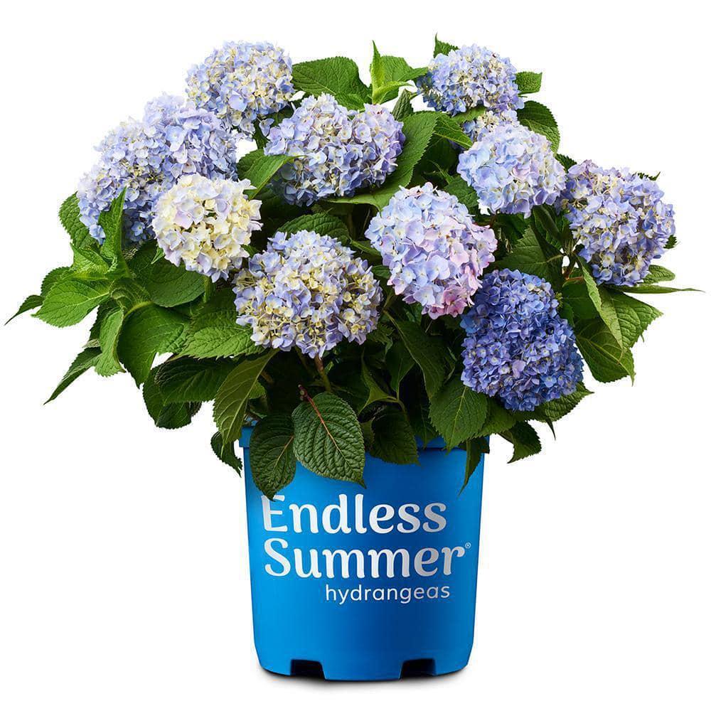 Endless Summer 1 Gal. Original Reblooming Hydrangea Shrub Pink/Blue Flowers