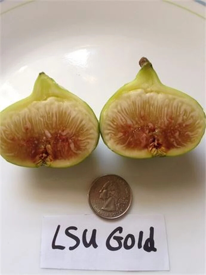 LSU Gold Cutting, At Least 3 Nodes and Over 8 Inches Long
