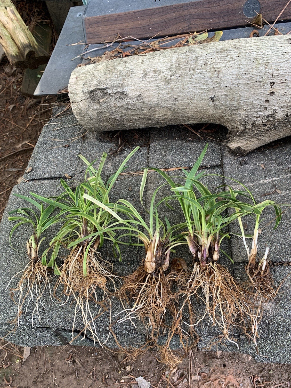 10 Variegated Green Yellow Liriope Monkey Grass Plants for 25.00.