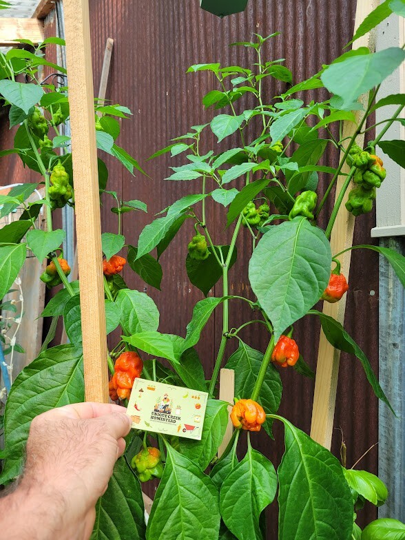 RED X Pepper Seeds Super Hot 1,000,000+ Scoville SHU Unique Creek