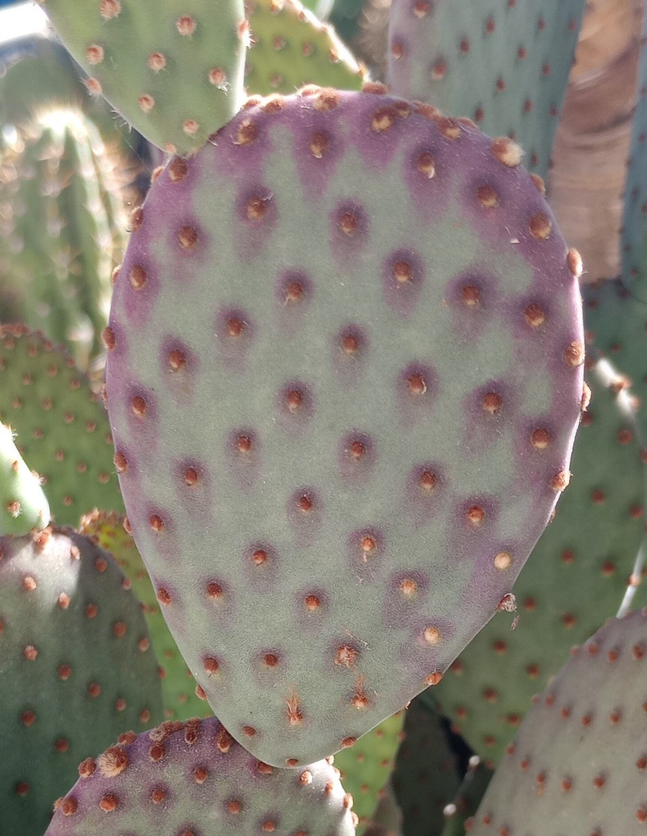 Opuntia microdasys x violacea Bunny Ears x Santa Rita Pads Easy Turn Purple