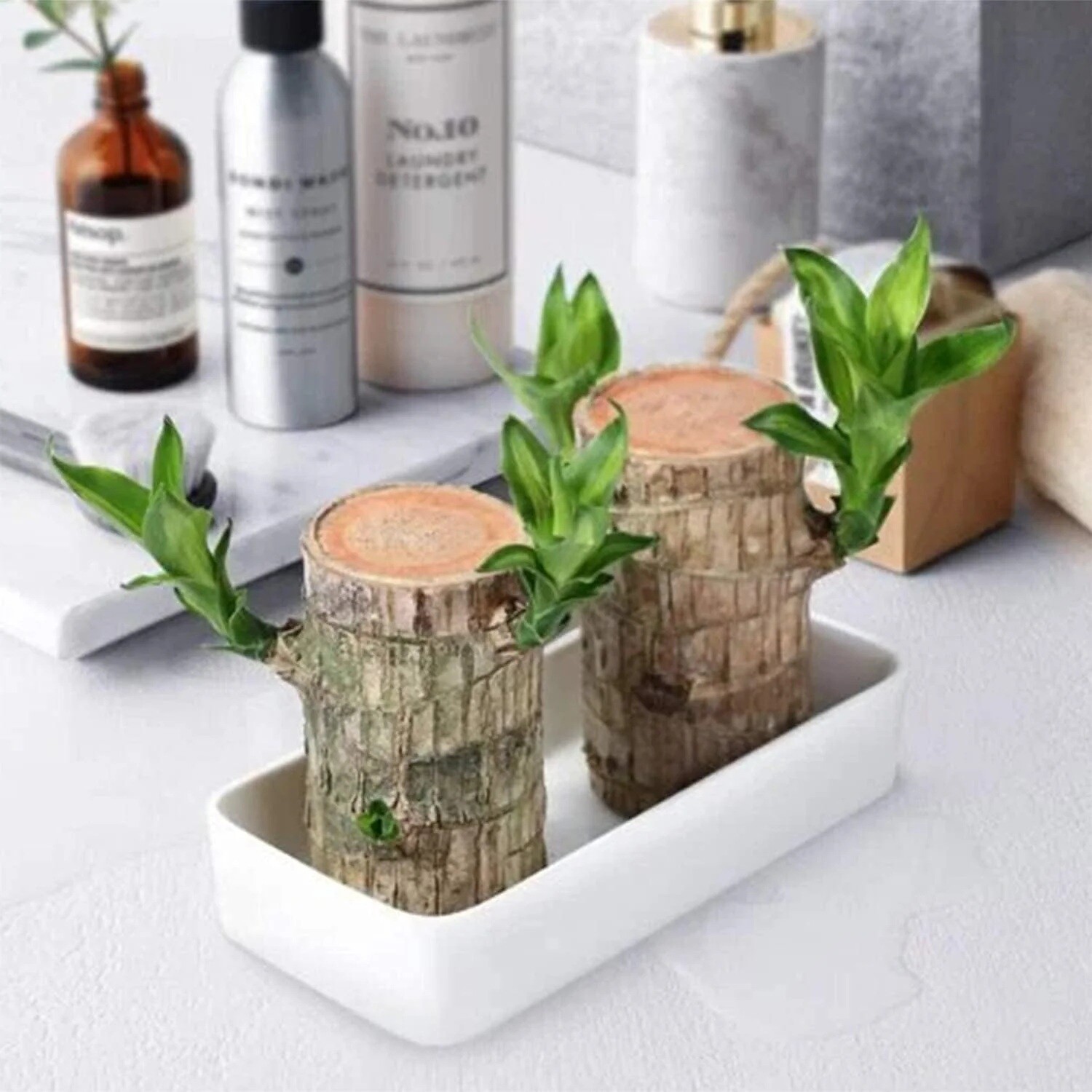 Brazilian Wood Plant Water Raise Mini Brazil Lucky Wood Potted Tree Indoor Decor