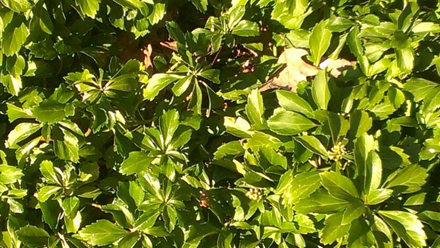 5 Allegheny Spurge Pachysandra Procumbens: Wild Ground Cover- Bare Root Cuttings