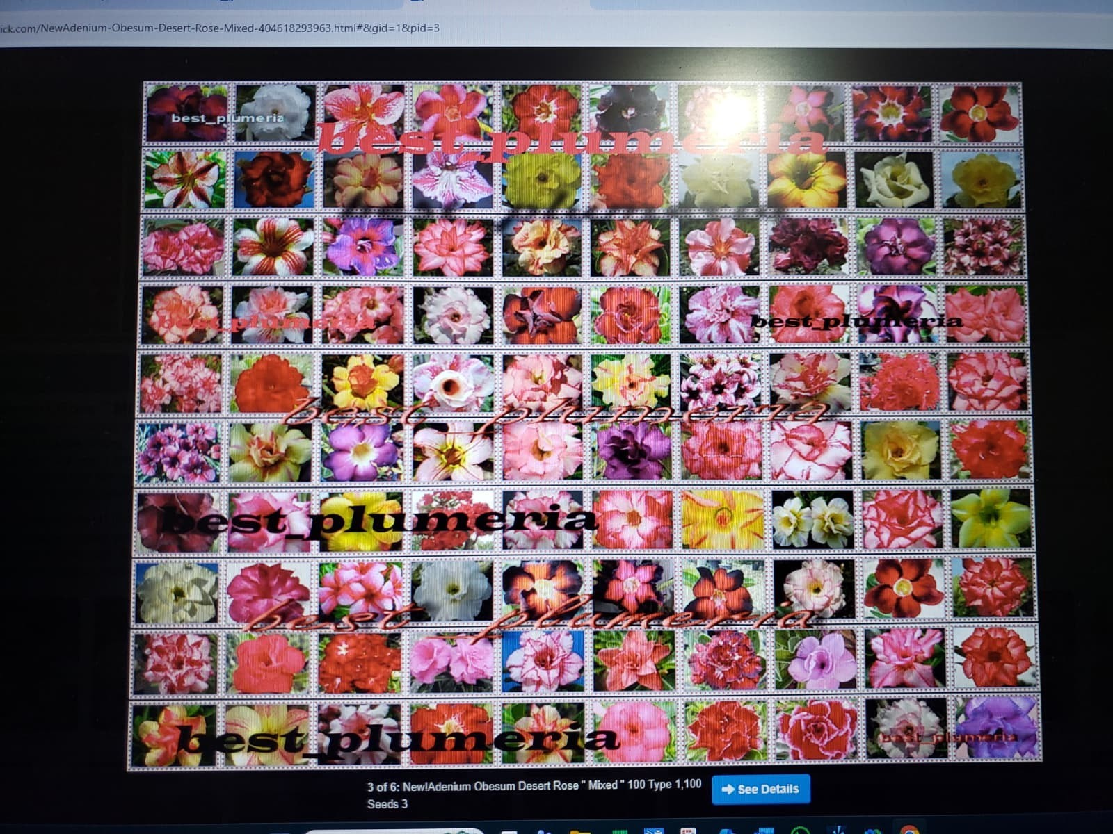 20 Mixed Color-Different Variety-Shape Desert Rose Seeds- USA Seller-Free Ship