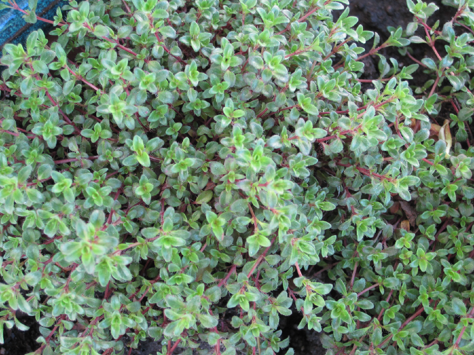 880 SEEDS – CREEPING THYME – WALK ON ME GroCo* (BUY ANY 15 ITEMS-SHIPS FREE)