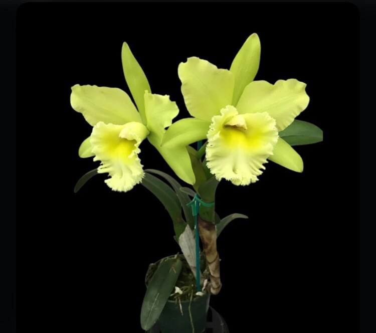 Rlc Prada Green Deluxe ‘NN’ Green Yellow Mericlone Orchid 5.5” Fresh RePot