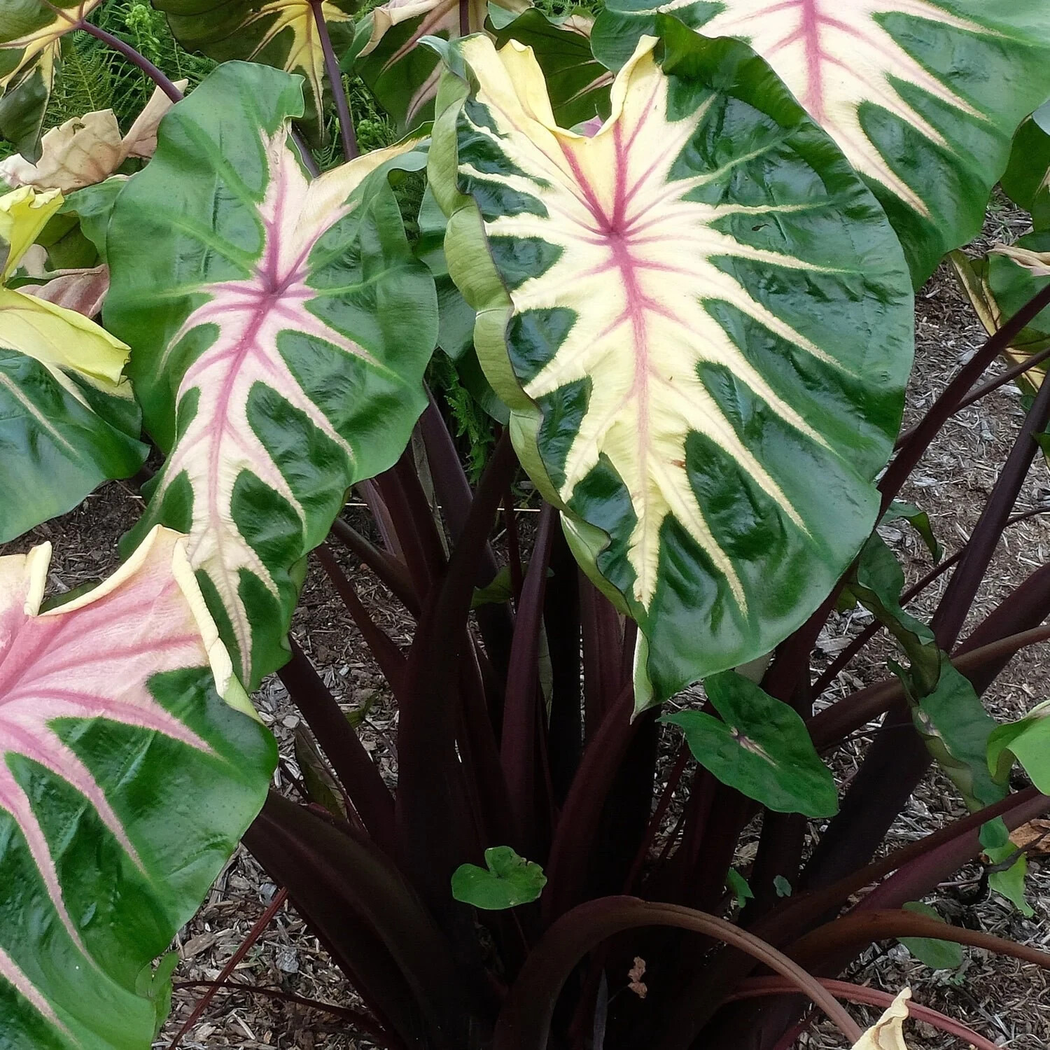 Waikiki Elephant Ear – Colocasia esculenta – Live STARTER Plant~~VERY RARE & HTF