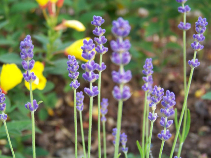 175 SEEDS – lavender VERA – TRUE ENGLISH herb GroCo USA – BUY ANY 15-SHIPS FREE