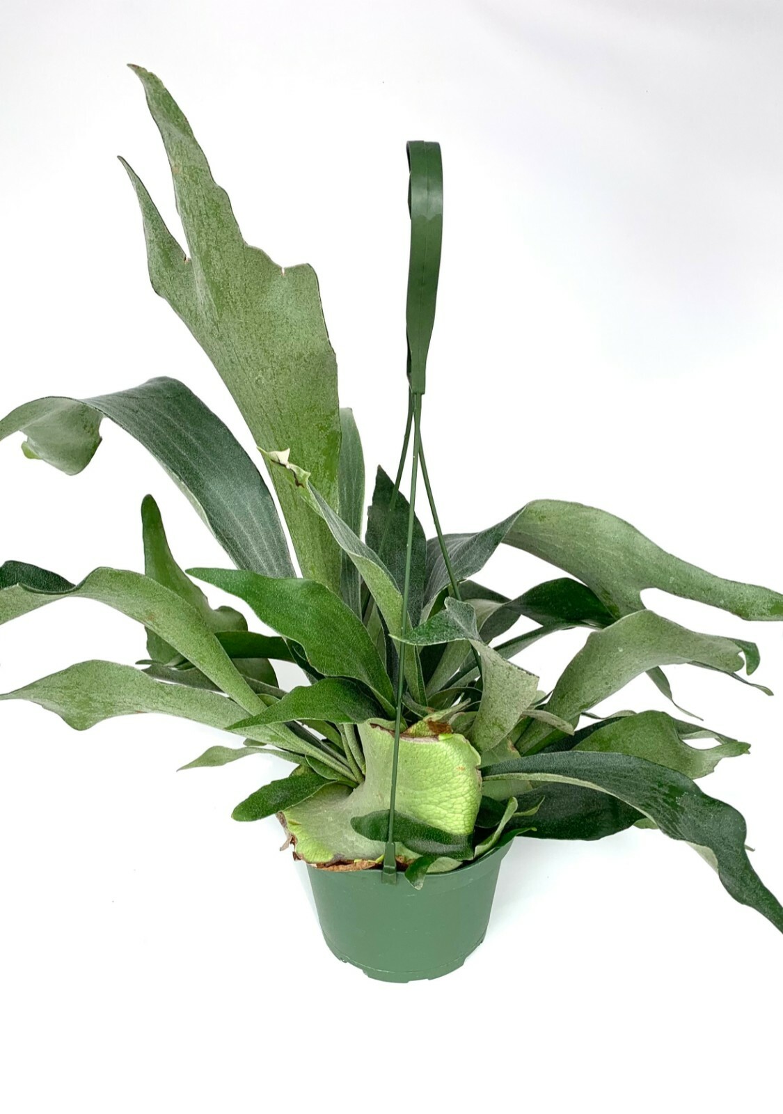 Staghorn Fern Platycerium Bifurcatum Netherlands in 6″ Hanging Pot FREE SHIPPING