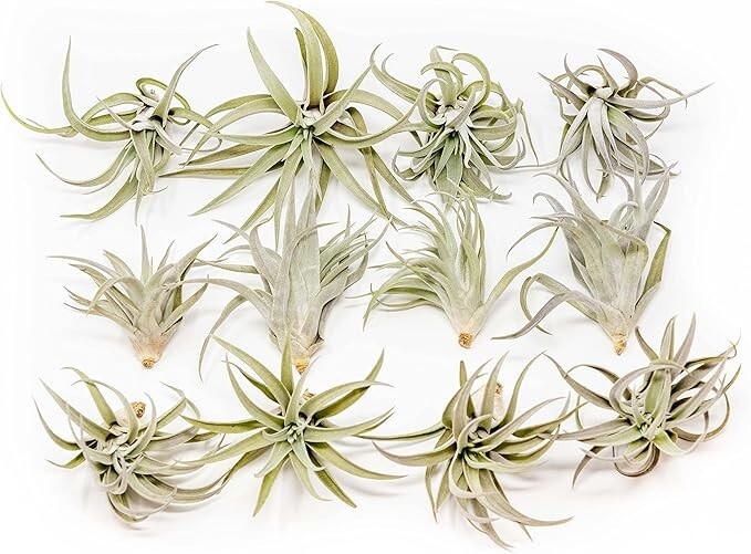 Air Plant Tillandsia Harrisii – Live Air Plants – Easy Care Indoor/Outdoor Decor