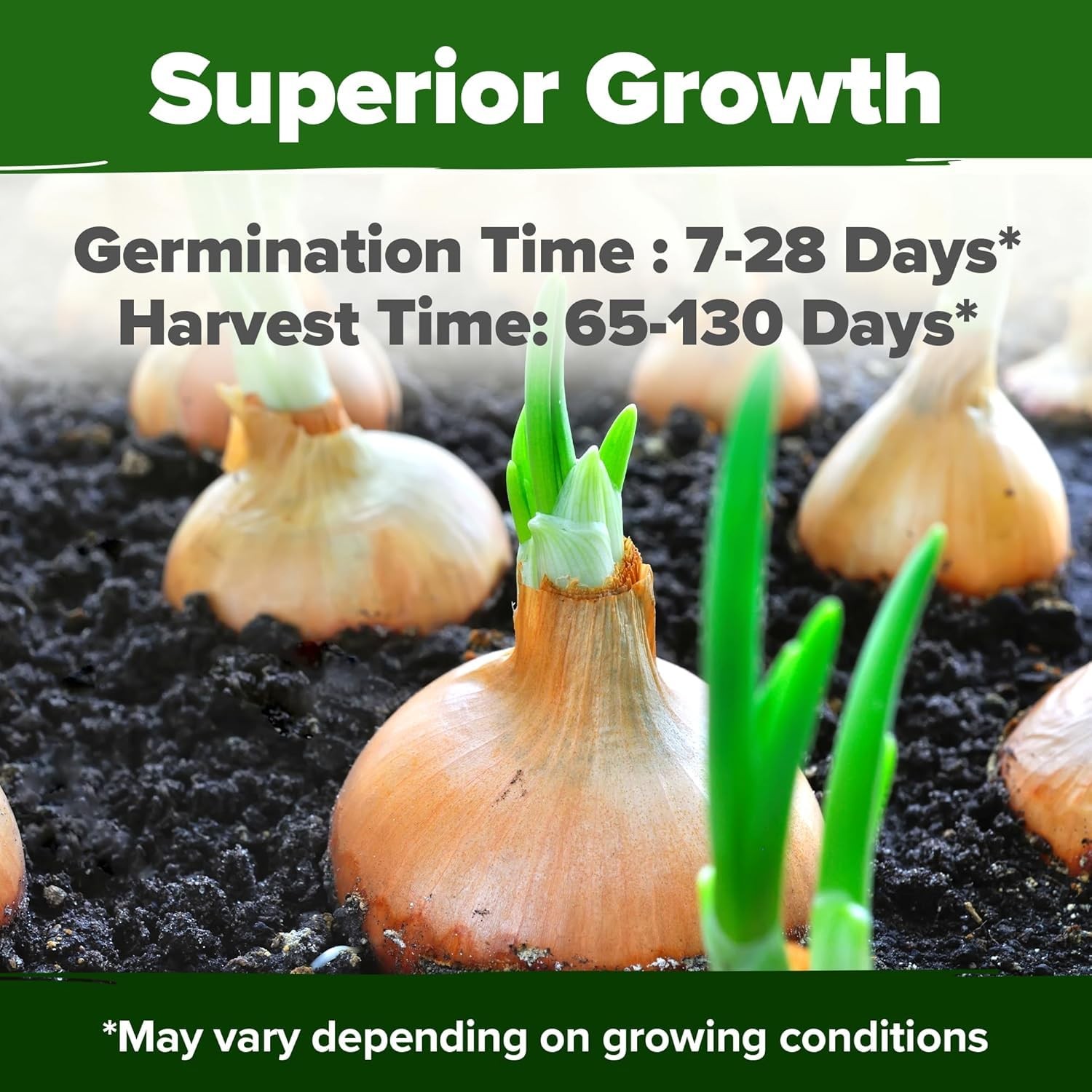 HOME GROWN 8 Onion Variety Mix 1600+ Heirloom 1-Pack, Red,White,Yellow