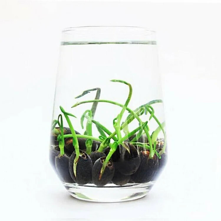 15pcs Mixed Color The Sacred Bonsai Lotus Flower Seeds Indoor Outdoor Pond