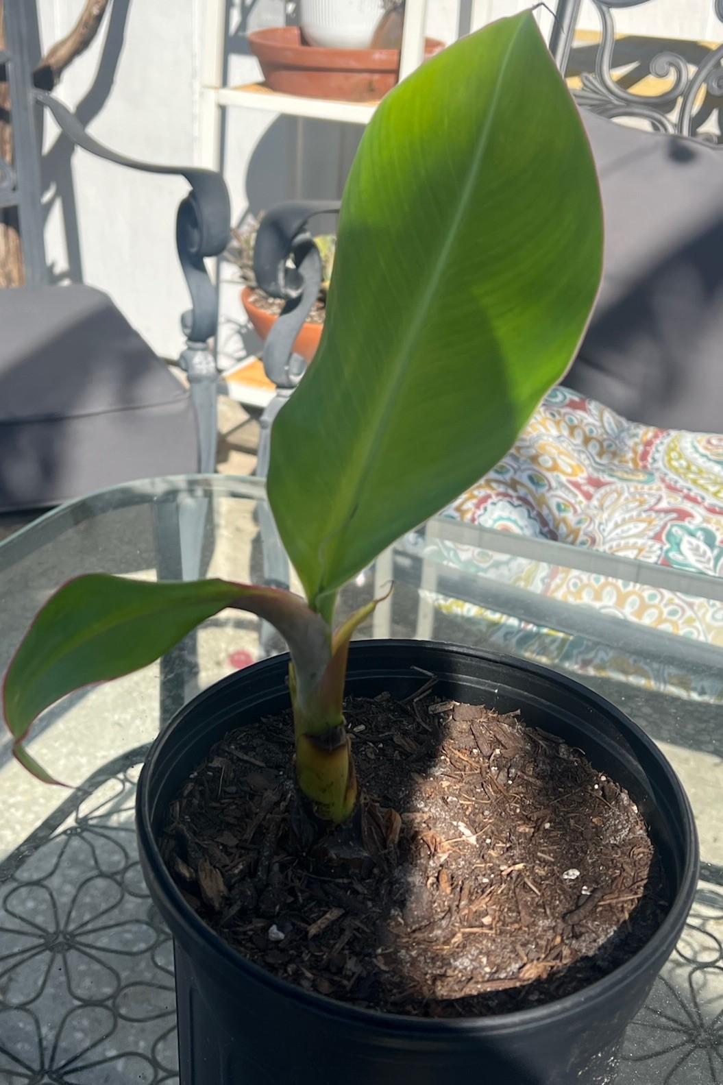 Live Burro Plantain Pups Potted Or with Rootball and Corm 10 Inch Tall Plant