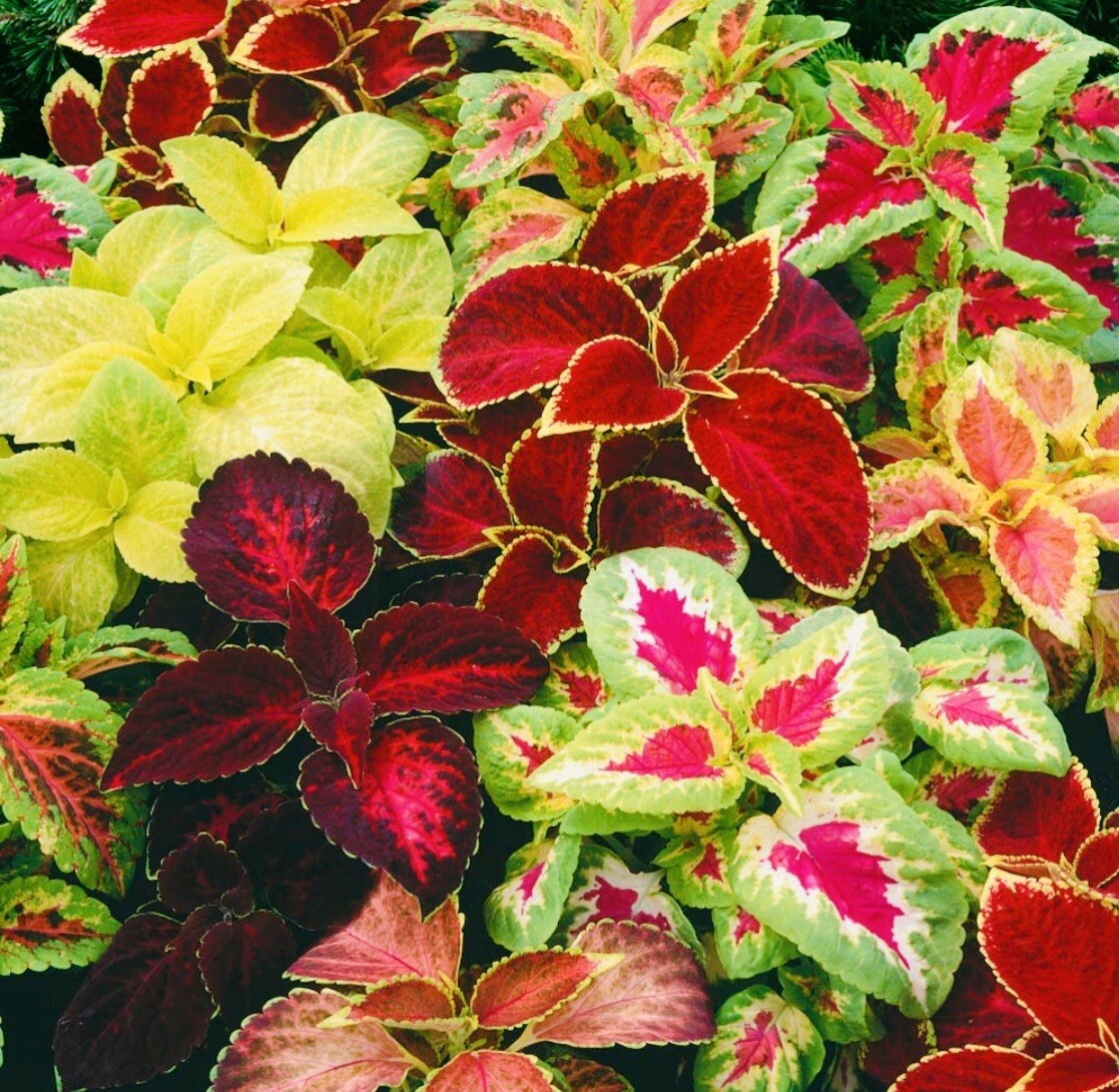 COLEUS 125+ MIXED RAINBOW COLORED FLOWER SEEDS~ BROOKLYN’S BOTANICAL GARDEN CLUB