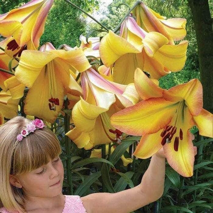 RISING MOON Oriental Trumpet/Tree Lilium Bulbs – Top Size 18/20 cm -US Seller